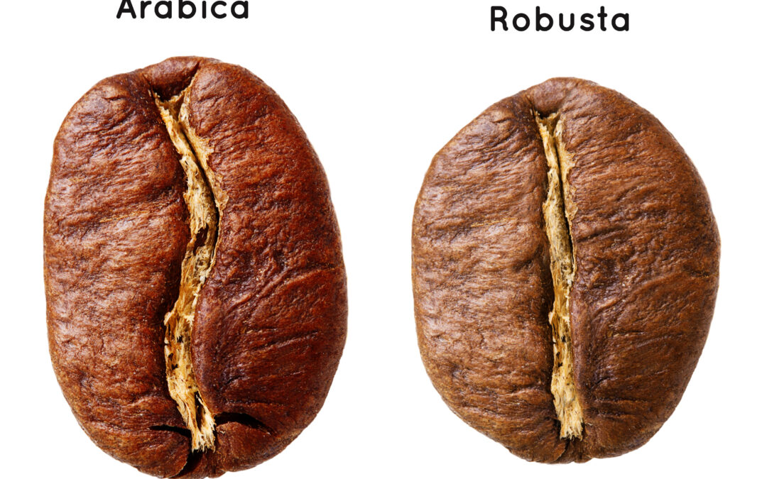 Robusta