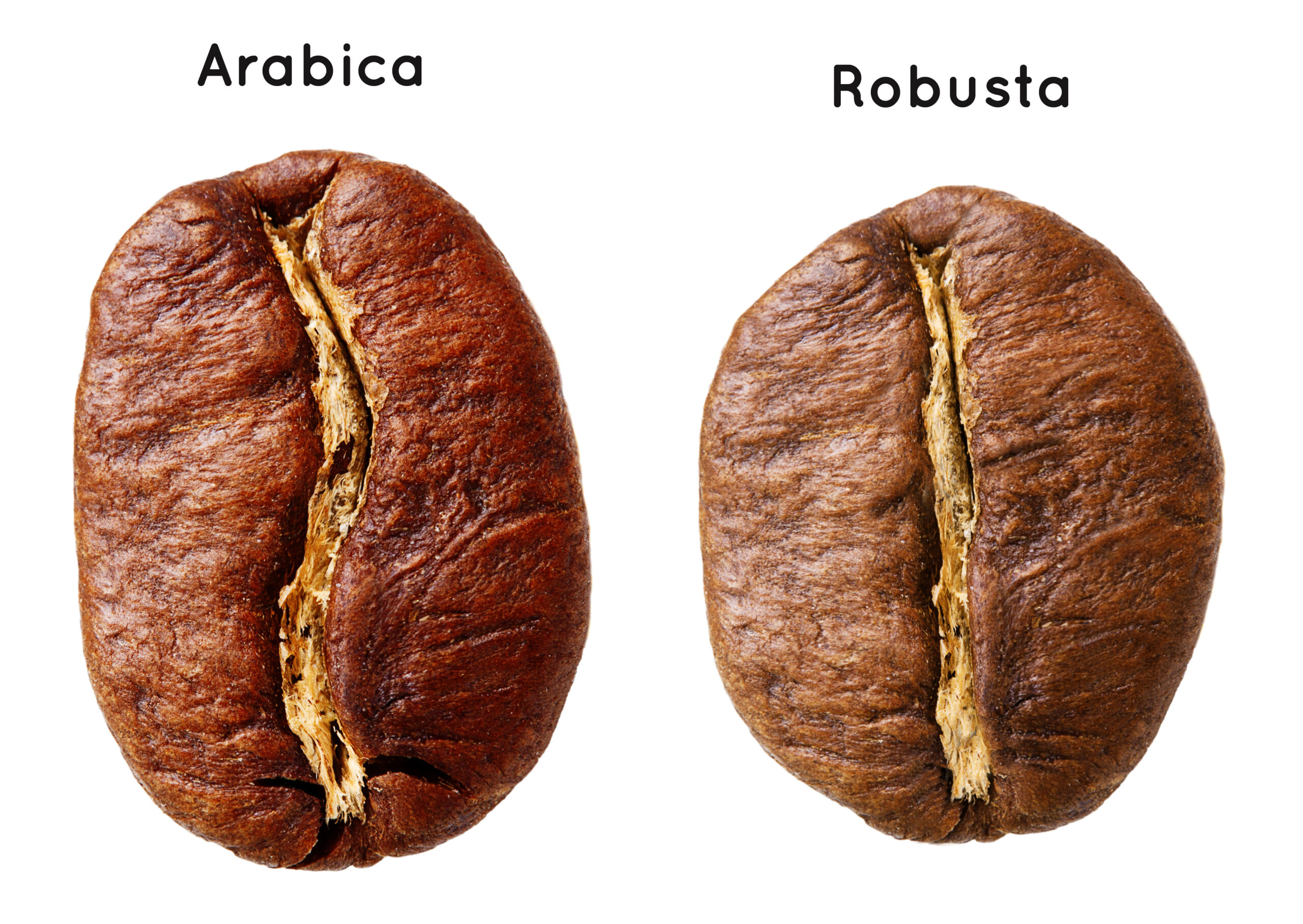 Robusta